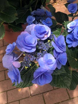 横浜イングリッシュガーデンに投稿された画像（2023/5/28）