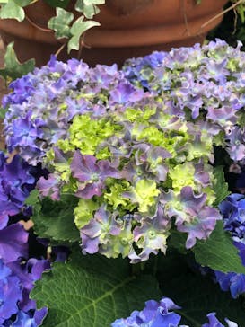 横浜イングリッシュガーデンに投稿された画像（2023/5/28）