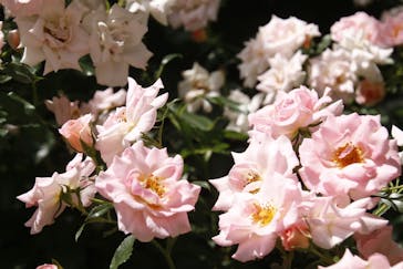 横浜イングリッシュガーデンに投稿された画像（2023/5/28）