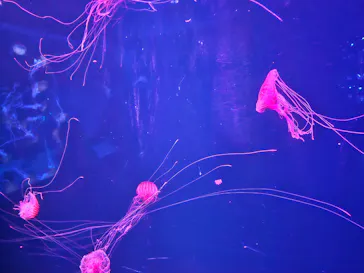 すみだ水族館に投稿された画像（2023/5/28）