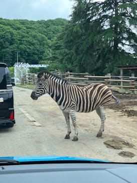 群馬サファリパークに投稿された画像（2023/5/28）