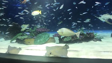 サンシャイン水族館に投稿された画像（2023/5/28）