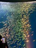 名古屋港水族館に投稿された画像（2023/5/28）