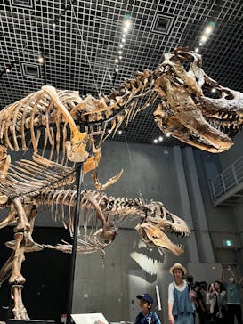 特別展「恐竜博2023」に投稿された画像（2023/5/28）