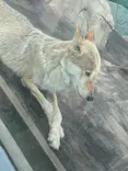 天王寺動物園に投稿された画像（2023/5/28）