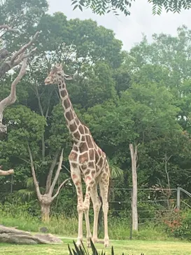 天王寺動物園に投稿された画像（2023/5/28）