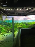カワスイ 川崎⽔族館に投稿された画像（2023/5/28）