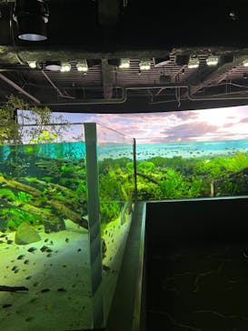 カワスイ 川崎⽔族館に投稿された画像（2023/5/28）