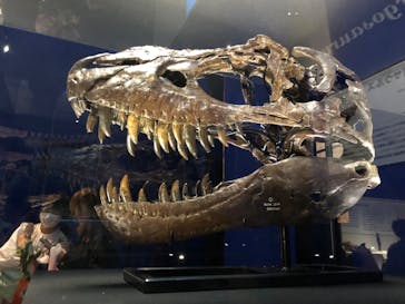 特別展「恐竜博2023」に投稿された画像（2023/5/28）