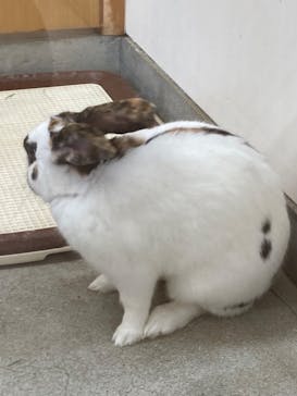 淡路ファームパーク イングランドの丘に投稿された画像（2023/5/28）