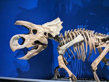 特別展「恐竜博2023」に投稿された画像（2023/5/28）