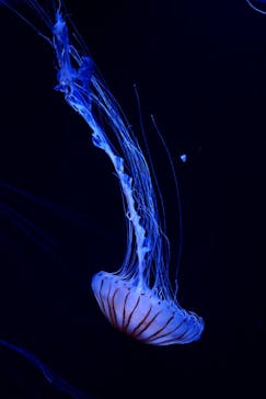 サンシャイン水族館に投稿された画像（2023/5/28）