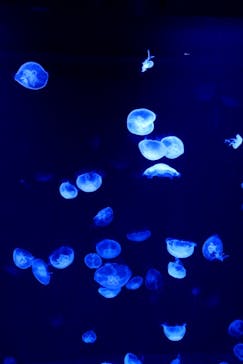 サンシャイン水族館に投稿された画像（2023/5/28）