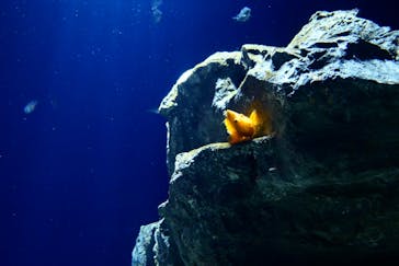 サンシャイン水族館に投稿された画像（2023/5/28）