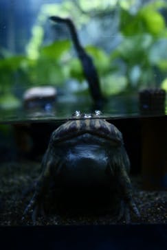 サンシャイン水族館に投稿された画像（2023/5/28）