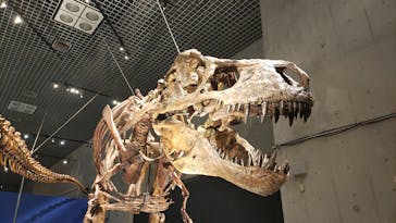 特別展「恐竜博2023」に投稿された画像（2023/5/28）