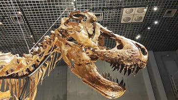特別展「恐竜博2023」に投稿された画像（2023/5/28）