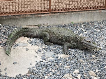 熱川バナナワニ園に投稿された画像（2023/5/28）