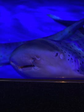 新江ノ島水族館に投稿された画像（2023/5/28）