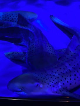 新江ノ島水族館に投稿された画像（2023/5/28）