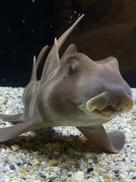 新江ノ島水族館に投稿された画像（2023/5/28）