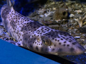 新江ノ島水族館に投稿された画像（2023/5/28）