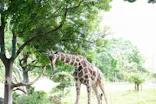 天王寺動物園に投稿された画像（2023/5/28）