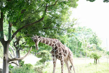 天王寺動物園に投稿された画像（2023/5/28）