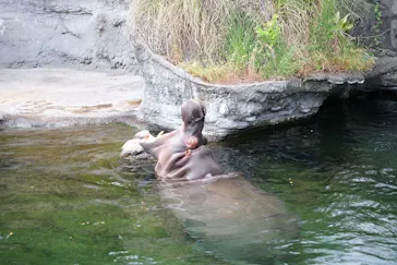 天王寺動物園に投稿された画像（2023/5/28）