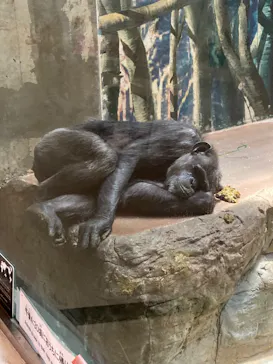 天王寺動物園に投稿された画像（2023/5/28）