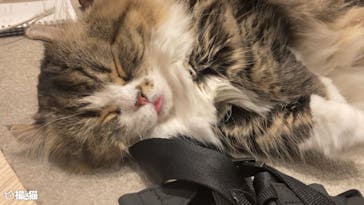 猫カフェモカ　イオンモール幕張新都心店に投稿された画像（2023/5/28）