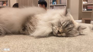 猫カフェモカ　イオンモール幕張新都心店に投稿された画像（2023/5/28）