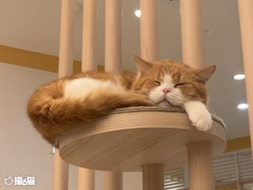 猫カフェモカ　イオンモール幕張新都心店に投稿された画像（2023/5/28）