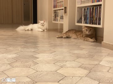 猫カフェモカ　イオンモール幕張新都心店に投稿された画像（2023/5/28）