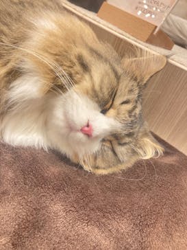 猫カフェモカ　イオンモール幕張新都心店に投稿された画像（2023/5/28）