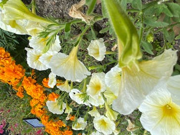 安城産業文化公園デンパークに投稿された画像（2023/5/28）