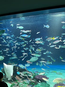 サンシャイン水族館に投稿された画像（2023/5/28）