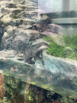 サンシャイン水族館に投稿された画像（2023/5/28）