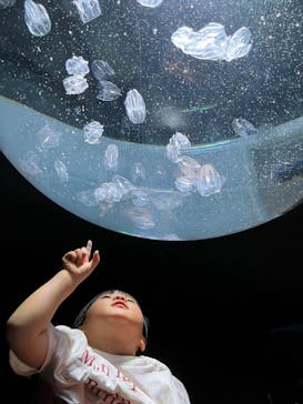 サンシャイン水族館に投稿された画像（2023/5/29）