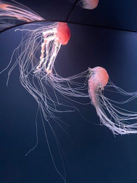 サンシャイン水族館に投稿された画像（2023/5/29）