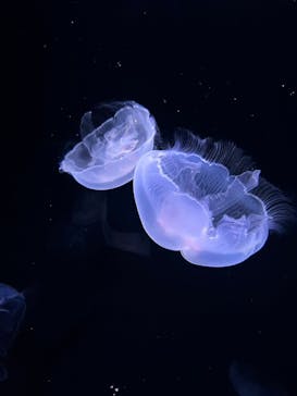 サンシャイン水族館に投稿された画像（2023/5/29）