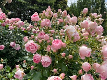 京成バラ園に投稿された画像（2023/5/29）