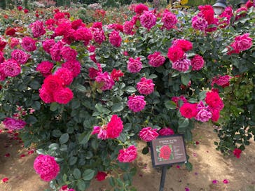 京成バラ園に投稿された画像（2023/5/29）