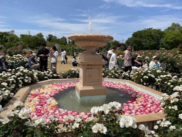 京成バラ園に投稿された画像（2023/5/29）