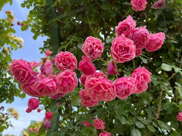 京成バラ園に投稿された画像（2023/5/29）