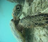 宮古島 ADVENTURE PiPi（ミヤコジマ アドベンチャー ピピ）に投稿された画像（2023/5/29）