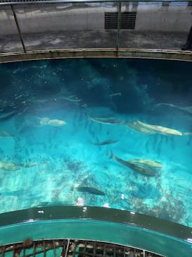 城崎マリンワールドに投稿された画像（2023/5/29）