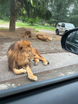 群馬サファリパークに投稿された画像（2023/5/29）