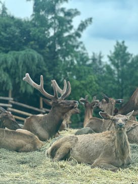 群馬サファリパークに投稿された画像（2023/5/29）