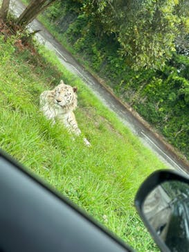 群馬サファリパークに投稿された画像（2023/5/29）